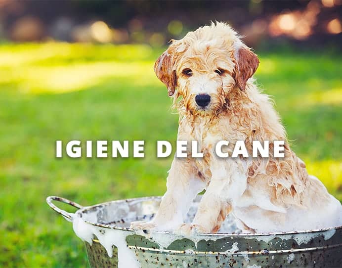 igiene del cane Dog's Health