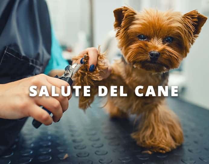 salute del cane Dog's Health