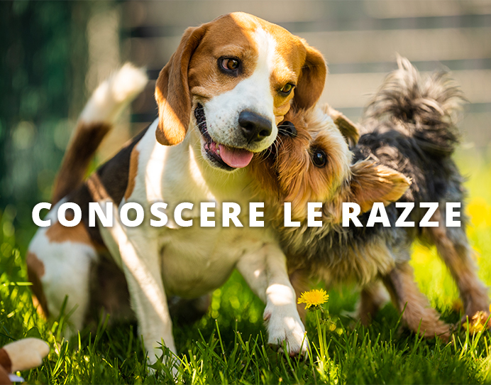 conoscere le razze Dog's Health